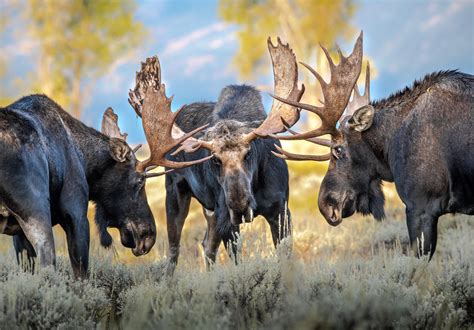 wildlife photography from jackson hole.